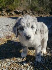 Medium Aussiedoodle