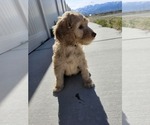 Small Photo #3 Goldendoodle Puppy For Sale in GRANTSVILLE, UT, USA
