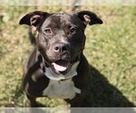 Small American Pit Bull Terrier Mix