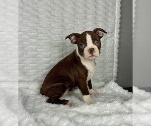 Boston Terrier Puppy for sale in FRANKLIN, IN, USA