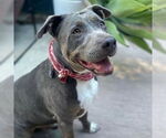 Small #10 American Pit Bull Terrier Mix