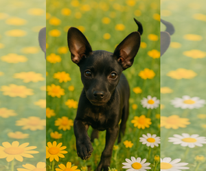 Miniature Pinscher Dogs for adoption in Menifee, CA, USA