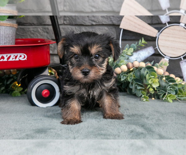 Medium Photo #1 Yorkshire Terrier Puppy For Sale in MONROE, IN, USA