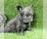 Small Photo #4 French Bulldog Puppy For Sale in CHARLESTON, SC, USA