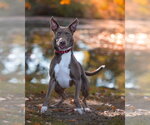Small Photo #17 Retriever -Unknown Mix Puppy For Sale in Woodbury, NY, USA