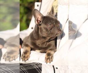 French Bulldog Puppy for sale in AUSTIN, TX, USA