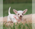 Puppy Clover Chihuahua