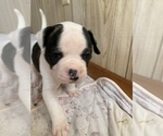 Small Photo #3 American Bulldog Puppy For Sale in WALTERBORO, SC, USA