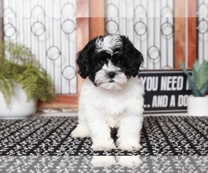 Shih-Poo Puppy for sale in NAPLES, FL, USA