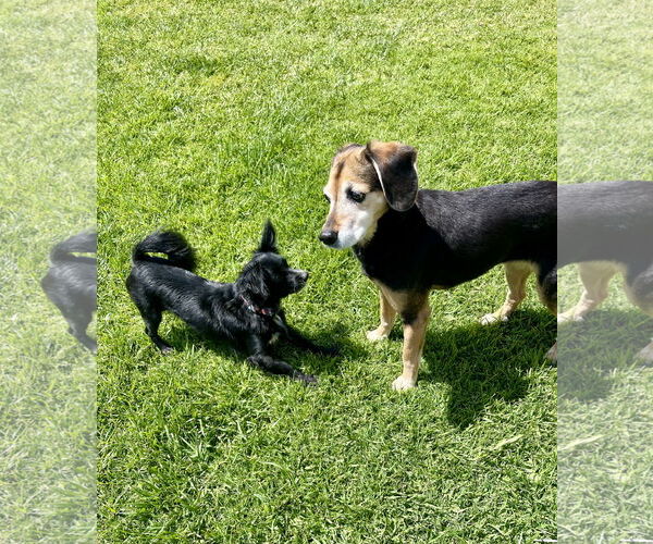 Medium Photo #3 Chion Puppy For Sale in Dana Point, CA, USA