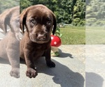 AKC Ready to Go - Male Labrador Retriever Puppy for Sale - Photo #4