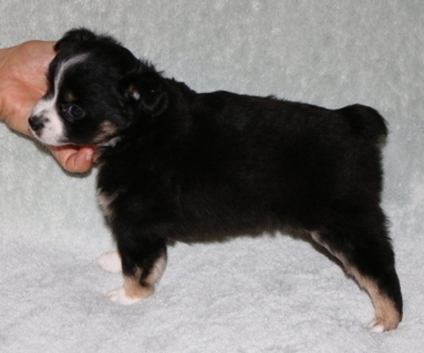 Medium Photo #3 Miniature American Shepherd Puppy For Sale in LUCK, WI, USA