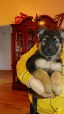 German Shepherd Dog Puppy for sale in LONGVIEW, WA, USA