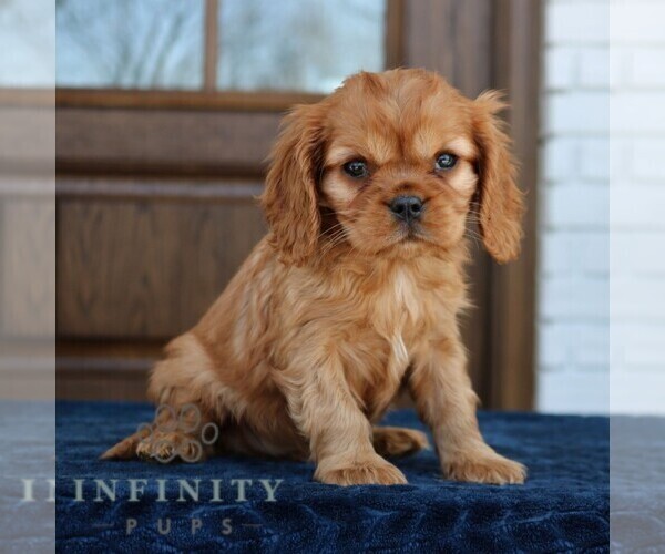 Medium Photo #2 Cavapoo (Miniature) Puppy For Sale in NARVON, PA, USA