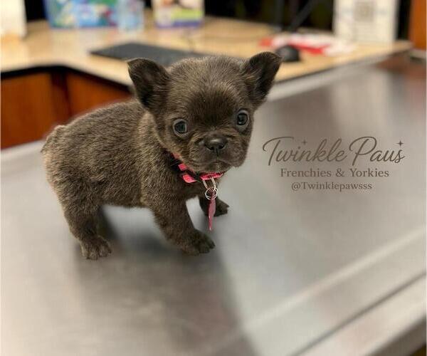 Medium Photo #1 French Bulldog Puppy For Sale in POWDER SPRINGS, GA, USA