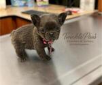 Small French Bulldog