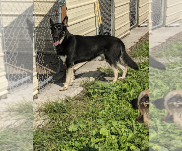Medium Photo #1 German Shepherd Dog Puppy For Sale in ESSEX, IL, USA
