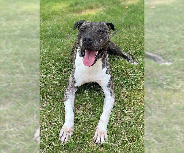 Medium Photo #10 Mastiff-Staffordshire Bull Terrier Mix Puppy For Sale in Decatur, GA, USA