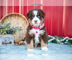 Medium Miniature Australian Shepherd