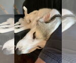 Small #15 Great Pyrenees Mix