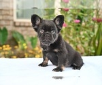 Small #3 French Bulldog