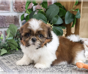 Shih Tzu Puppy for sale in SYRACUSE, IN, USA