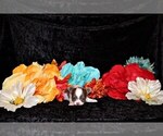 Small Photo #7 Chihuahua Puppy For Sale in CHARLESTON, AR, USA