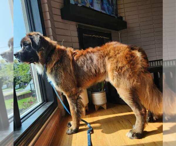 Medium Photo #3 Saint Bernard Puppy For Sale in Hewitt, NJ, USA