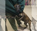 HARRY - Male Mutt Dog for Adoption - Small photo