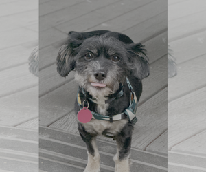 Shih Tzu-Unknown Mix Dogs for adoption in Bellevue, WA, USA