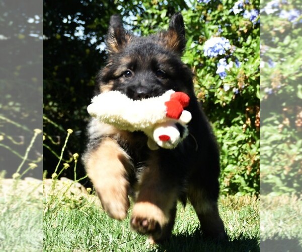 Medium Photo #1 German Shepherd Dog Puppy For Sale in MURRIETA, CA, USA