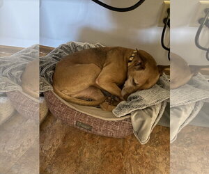 Giselle - Female Labrador Retriever-Unknown Mix Dog for Adoption - Photo #2