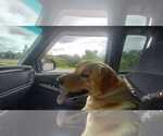 Small #2 Labrador Retriever Mix