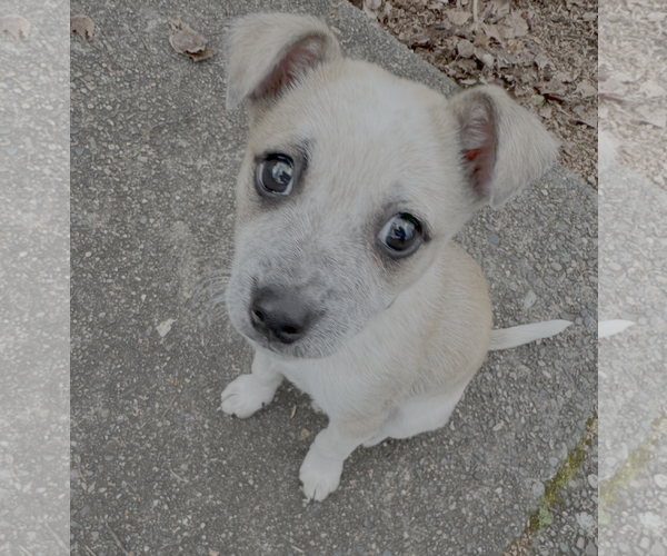 Medium Photo #1 Mutt Puppy For Sale in Bellevue, WA, USA