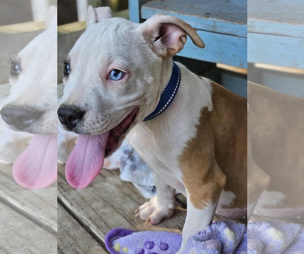Medium Photo #18 American Pit Bull Terrier-Unknown Mix Puppy For Sale in Wakefield, RI, USA
