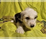 Small Photo #23 Sheepadoodle Puppy For Sale in THORNDALE, TX, USA