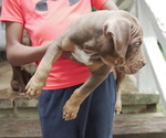 Puppy Ju Ju American Bully