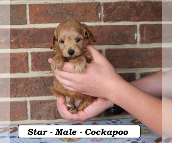 Medium Photo #2 Cockapoo (Miniature) Puppy For Sale in CLARKRANGE, TN, USA