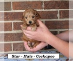 Small #1 Cockapoo (Miniature)