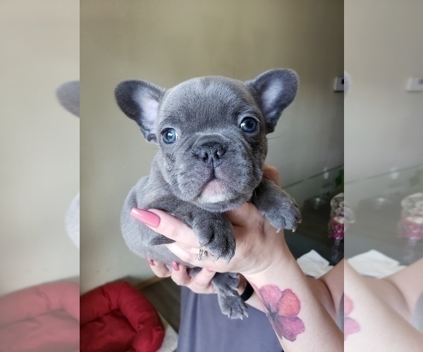 Medium Photo #16 French Bulldog Puppy For Sale in GRAHAM, WA, USA