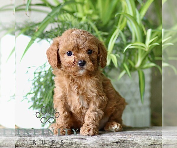 Medium Photo #3 Cavapoo (Miniature) Puppy For Sale in PARADISE, PA, USA