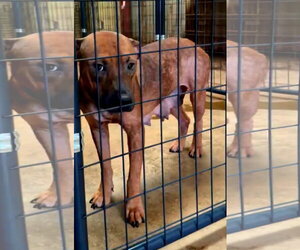 Sasha - Female American Pit Bull Terrier-Unknown Mix Dog for Adoption - Photo #2