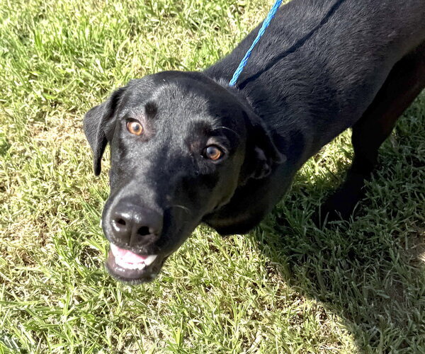 Medium Photo #8 Mutt Puppy For Sale in Mount Airy, NC, USA