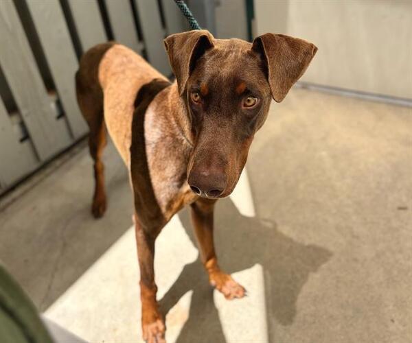 Medium Photo #1 Doberman Pinscher Puppy For Sale in Santa Rosa, CA, USA
