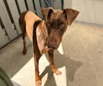 Small Doberman Pinscher