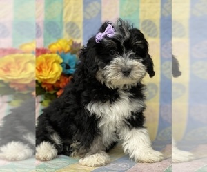 Miniature Bernedoodle Puppy for sale in LANCASTER, PA, USA