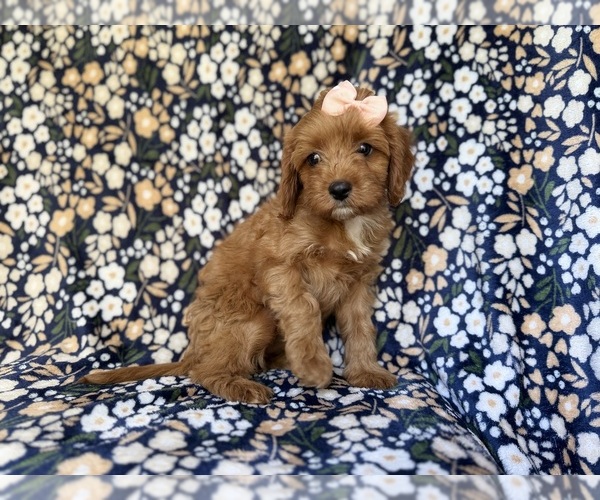 Medium Photo #4 Cavapoo (Miniature) Puppy For Sale in LAKELAND, FL, USA