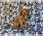 Small #3 Cavapoo (Miniature)