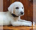 Small Photo #2 Labrador Retriever Puppy For Sale in LINDEN, TN, USA