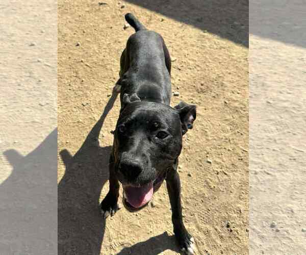 Medium Photo #1 American Pit Bull Terrier-Staffordshire Bull Terrier Mix Puppy For Sale in La Verne, CA, USA